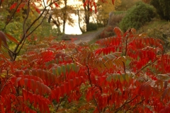 Trees Sumac Fall #1947