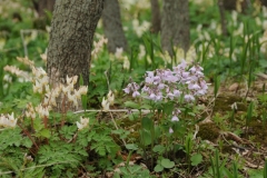 Woods Spring Wild Flowers #2738