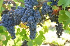 Grapes-Blue-Lots-3733