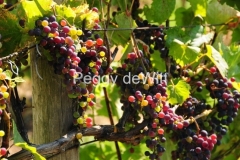 Grapes-Colourful-Waupoos-2545