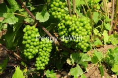 Grapes-Green-09-2546-