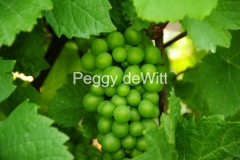 Grapes-Green-Hillier2547