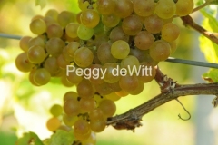Grapes-Yellow-2170