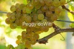 Grapes-Yellow-2170