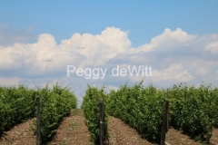 Vineyard-Clouds-3439