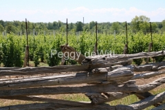 Vineyard-Fence-Rail-3440