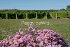 Vineyard-Pink-Mums-3441