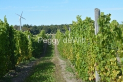 Vineyard-Sugar-Bush-3442