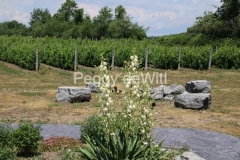 Vineyard-Sugarbush-Yucca-3443