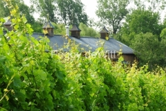 Vineyard-The-Grange-2712