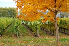 Vineyard-Waupoos-Fall-3444