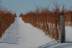 The Grange Vines Winter #2314