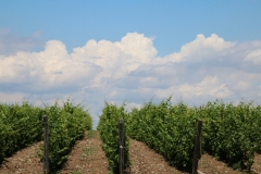 Vineyard & Clouds #3439