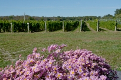 Vineyard Pink Mums #3441