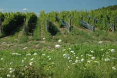 Vineyard Queen Ann's Lace #2318