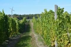 Vineyard Sugar Bush #3442