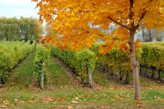 Vineyard Waupoos Fall #3444