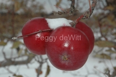 Apple-Snow-Winter-971