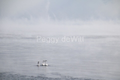 Cressy-Shore-Swans-Misty-Winter-3181