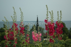 Flowers-Hollyhocks-St-John-1598