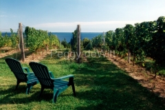 Vineyard-Chairs-328