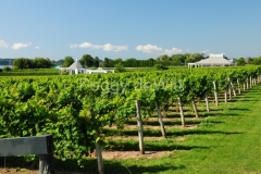 Vineyard-Waupoos-2713