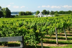 Waupoos-Vineyard-2718
