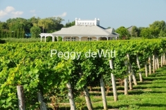 Waupoos-Winery-Vineyard-2720