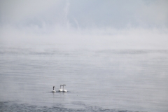 Cressy Shore Swans Misty Winter #3181