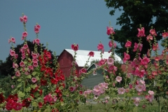 Flowers Hollyhocks Barn #1266