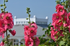 Flowers Hollyhocks Red Winery #3220