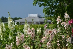 Flowers Hollyhocks Winery #3223