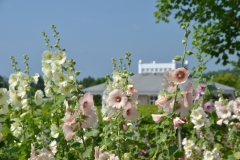 Flowers Hollyhocks Winery Roof #3224