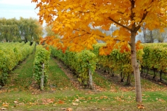 Vineyard Waupoos Fall #3444