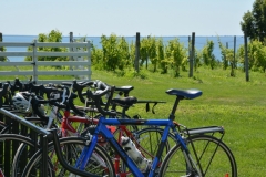 Waupoos Cider Co Bikes #3451