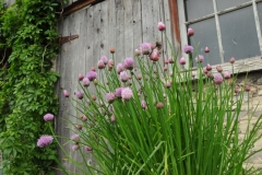 Waupoos Cider Co Chives #1957