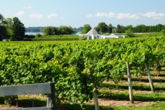 Waupoos Vineyard #2718