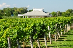 Waupoos Winery Vineyard #2720
