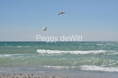 Wellington-Beach-Two-Seagulls-3467