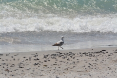 Wellington-Beach-Bird-3635