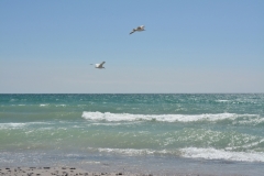 Wellington Beach Two Seagulls #3467