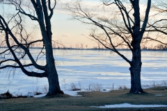 Wellington West Lake Trees Winter #3517