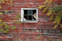 Barn-Window-Gary-3130