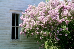 Lilacs Window Closeup #3589