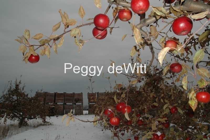 Apples Tree Winter #1638