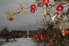 Apples Tree Winter #1638