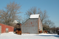 Barn Beef Cattle Winter #1516