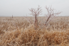 Big Island Bush Winter #2920