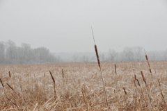 Big Island Reeds Winter #2921