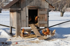 Chicken Coup Winter #2772